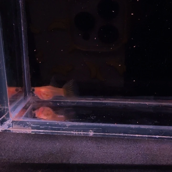 孔雀鱼红头日落玻璃猫大C1对