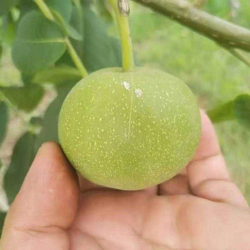 定制商品均线系统弄