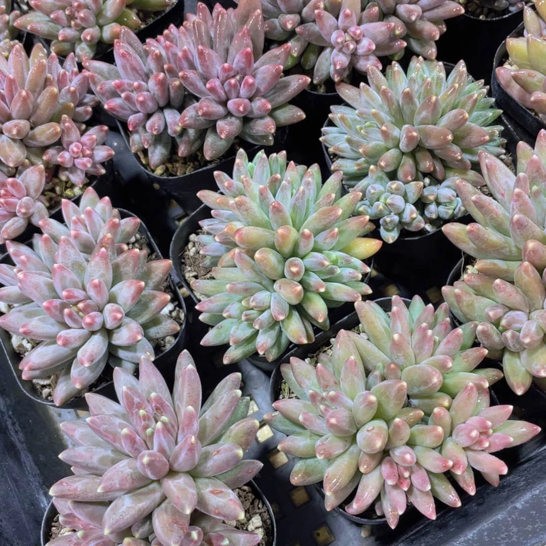 量拍32号 伊卡鲁斯群生四头起一个