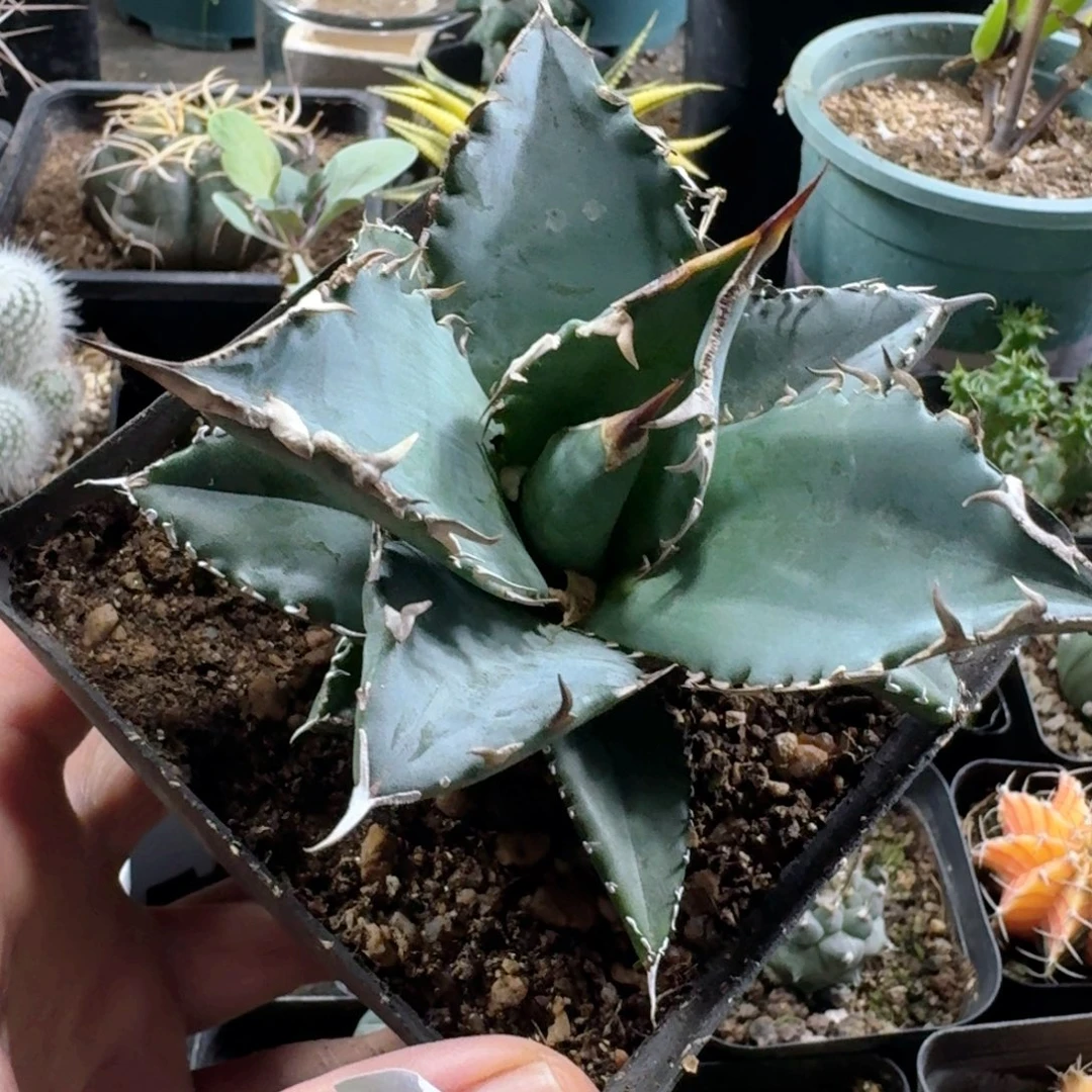 612白鲸脱土发货10cm
