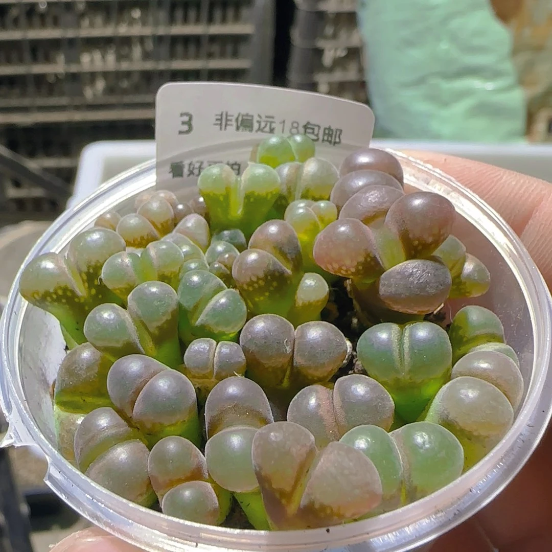 3号，18包邮，退拉黑