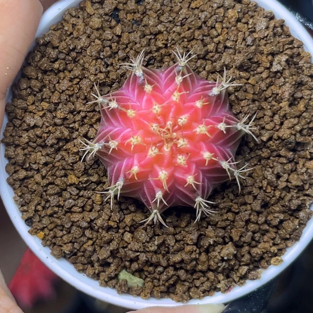 泰系轮回 带盆土发货