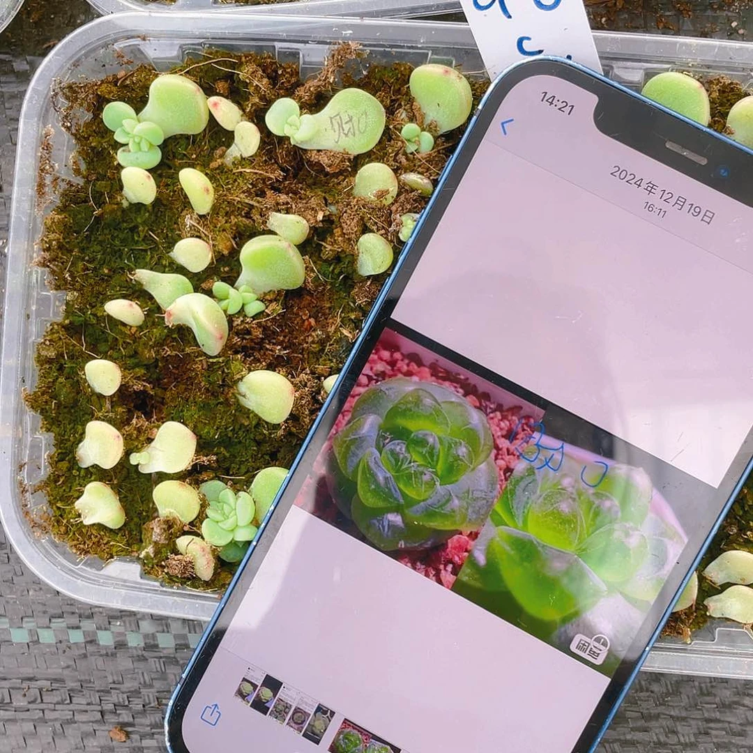 财富0 芝麻苗一个满25包邮