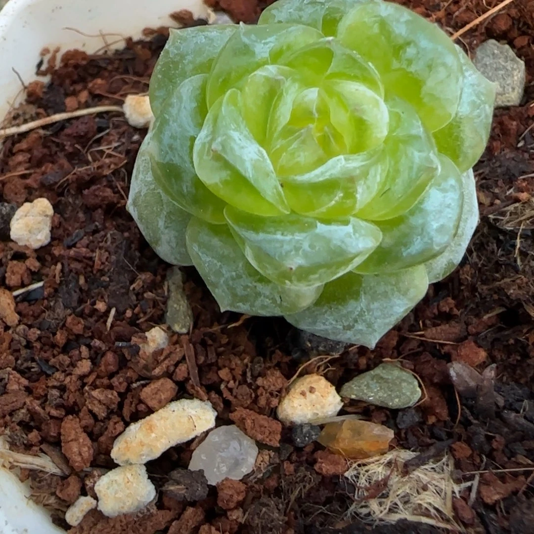 小卡拉米糖心一物一拍