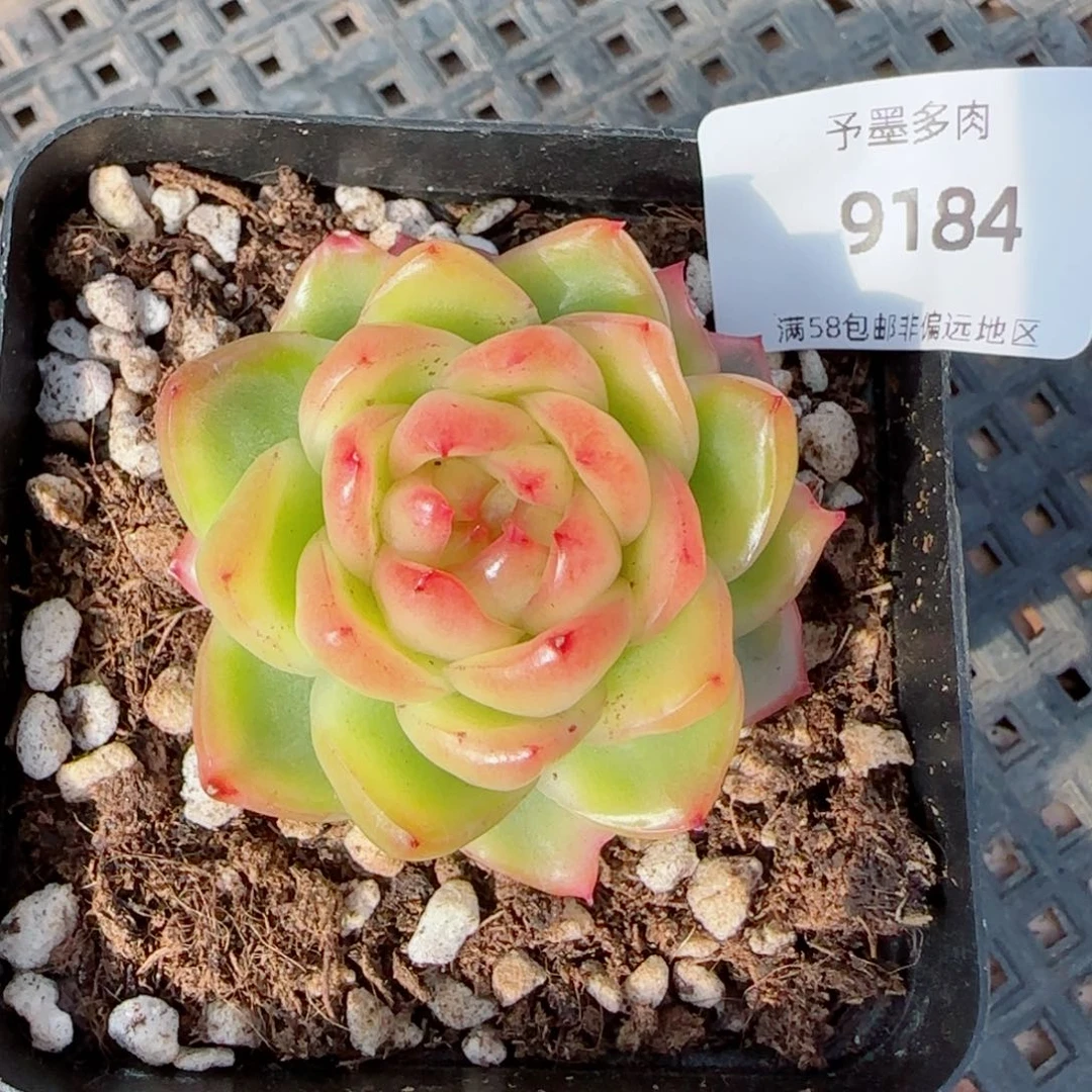 水晶珍妮锦，9184多肉植物