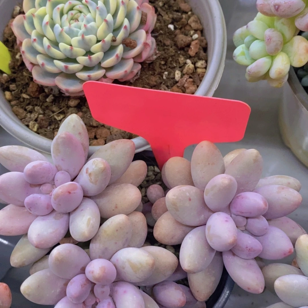 开心多肉，首播2欢迎