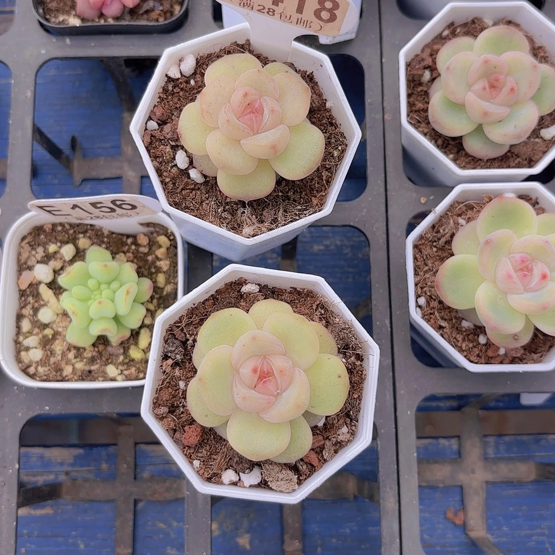 松***果A418糖心两颗一物一拍