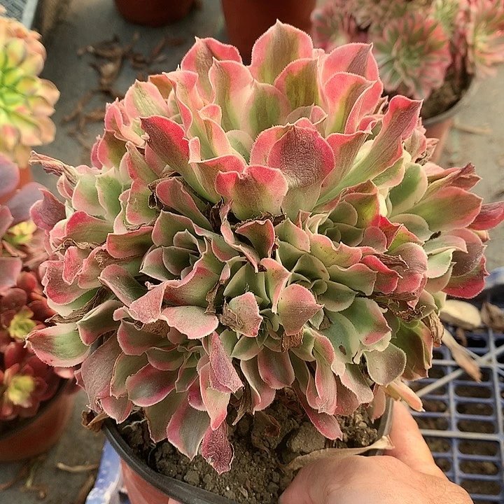 136耶罗莎多肉植物