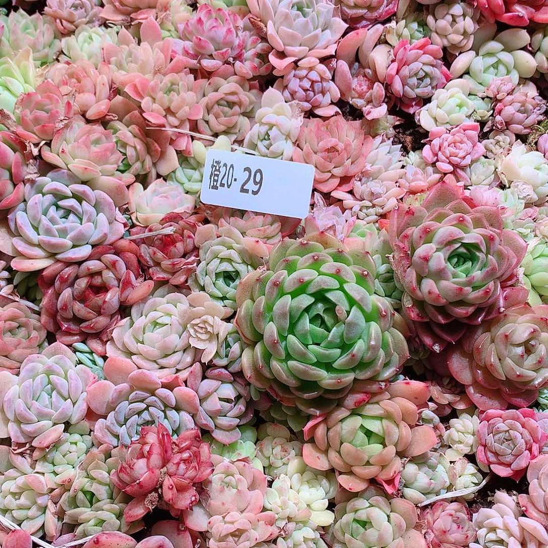 20-29一物一拍切糕