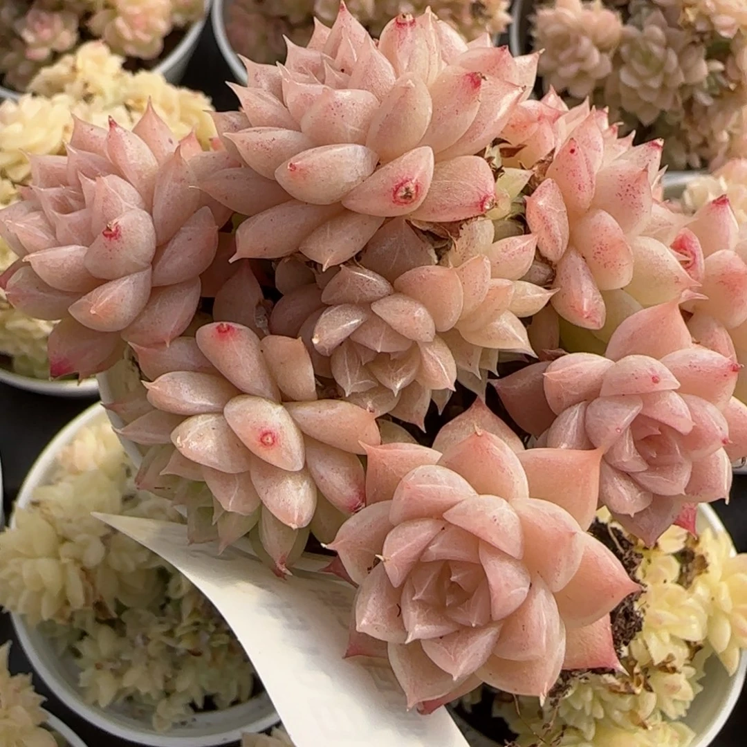 花语逸境0219-825散