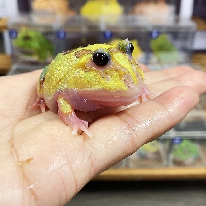 角蛙325号变异角蛙