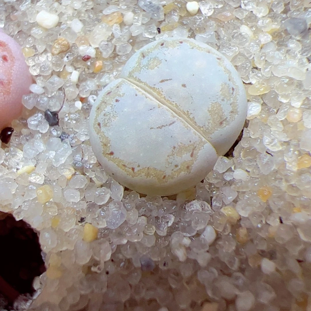 112 114优秀的肉肉