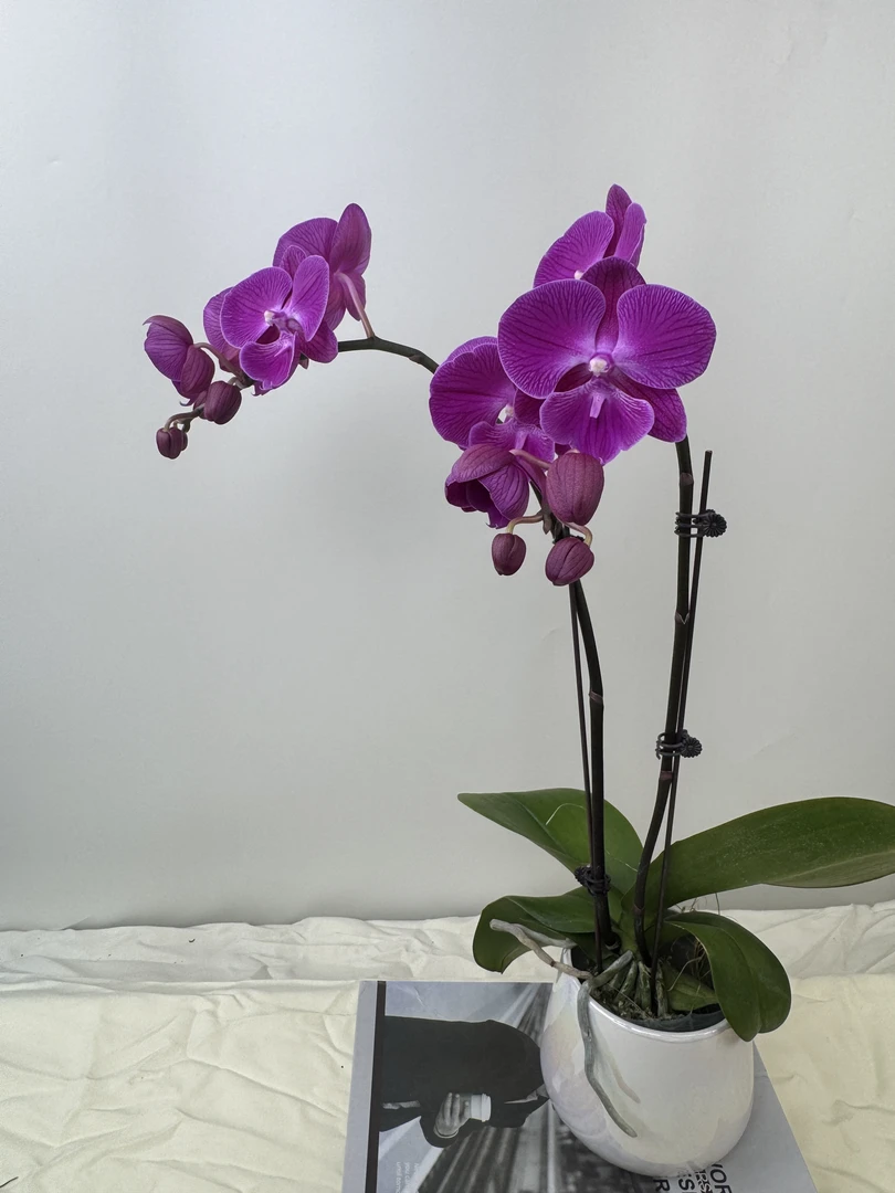 蝴蝶兰【红宝石双】鲜花盆栽室内观赏花花佛山基地直发好养易活