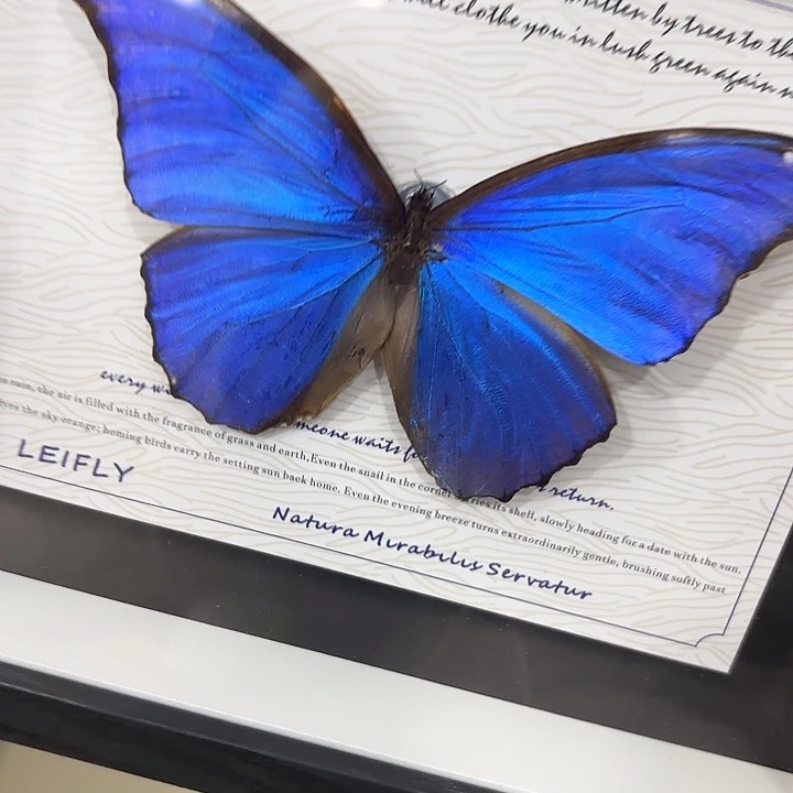 心***蝴蝶标本定制264@