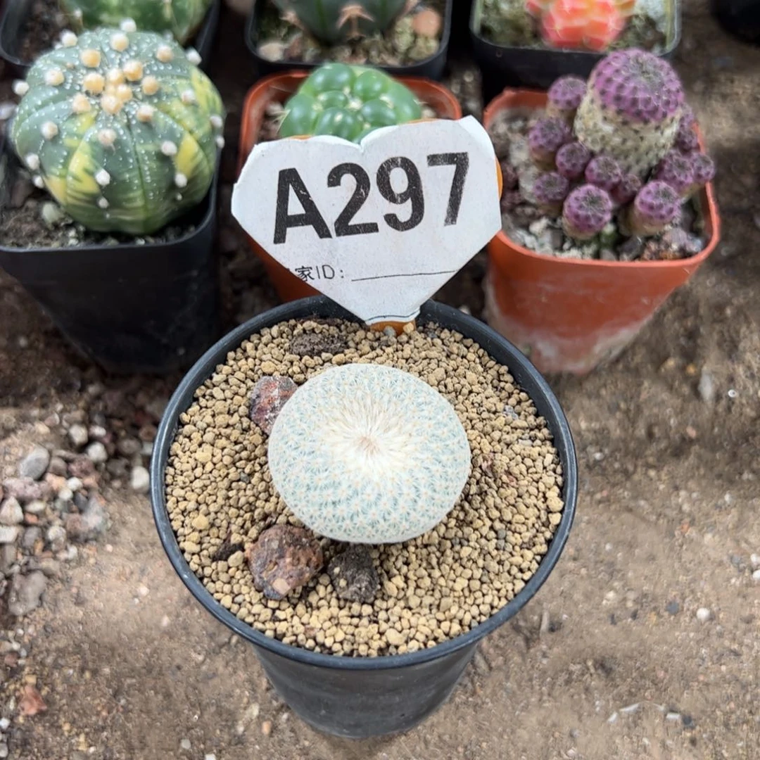 38568686868868686