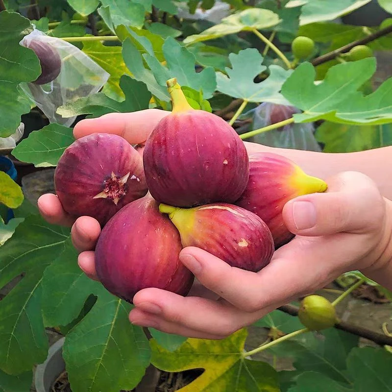 无花果树苗，一物一拍