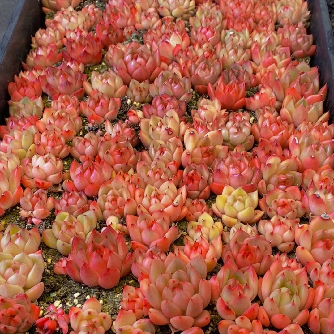 h****h192多肉植物保护研究所所长助理研究员