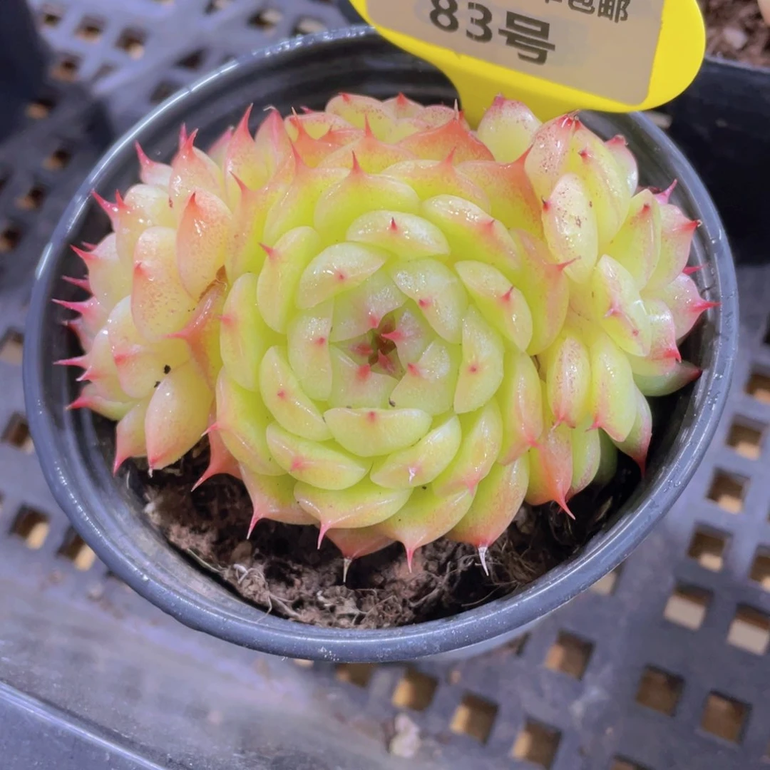 83号 睫毛天花板麦秆群