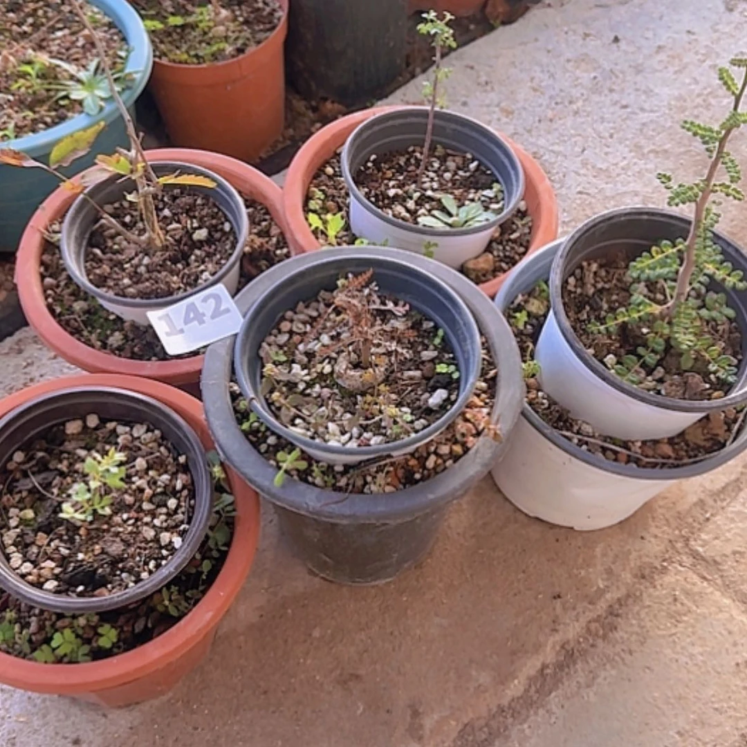 【闪购商品】块根植物