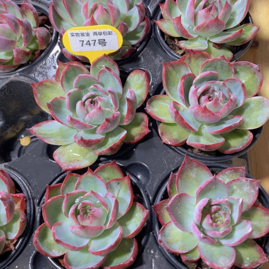 747号 宽叶惊鸿仙子大单头一个