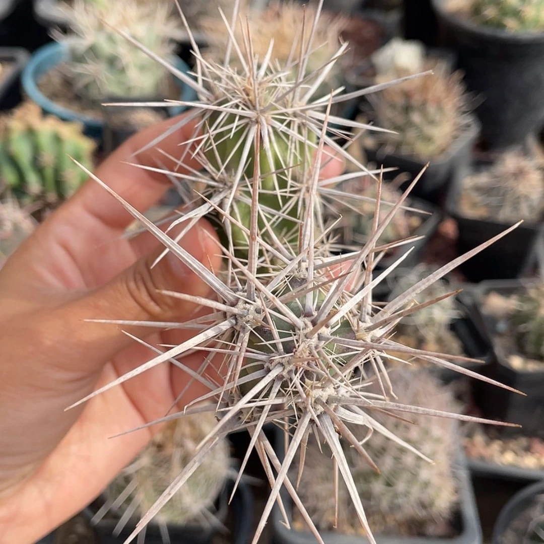 【闪购商品】武者团扇才落地666