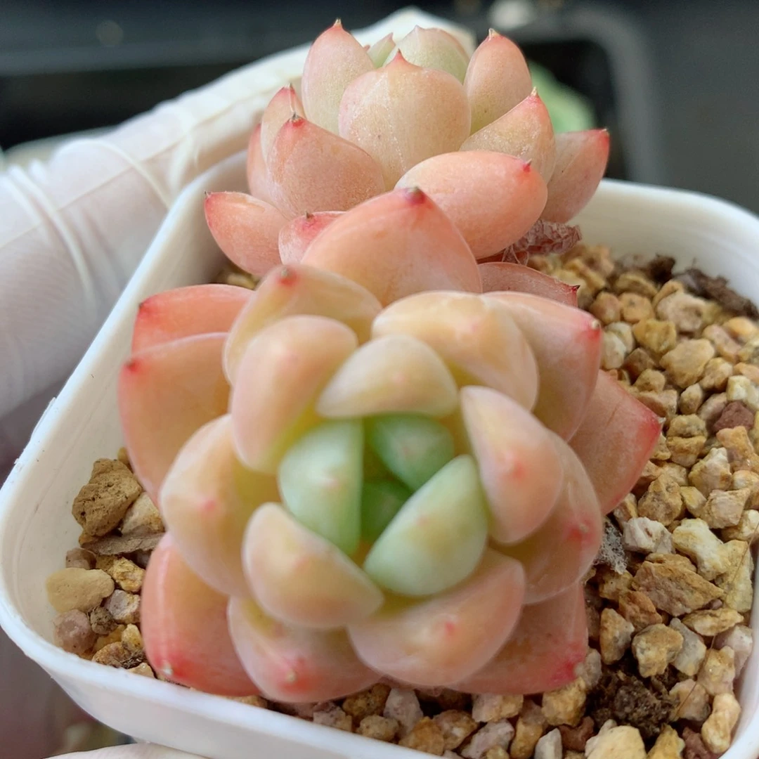 58包邮  群生不包整 25