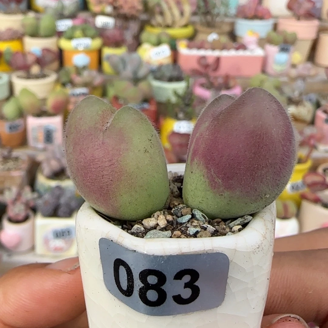 T蟹钳红毛翠盆口2.5cm