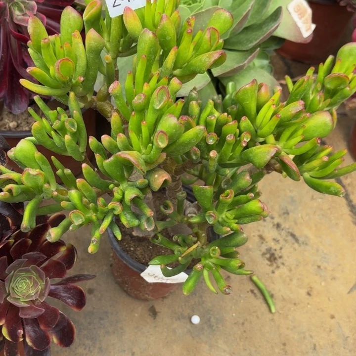 吸财树多肉法师2422