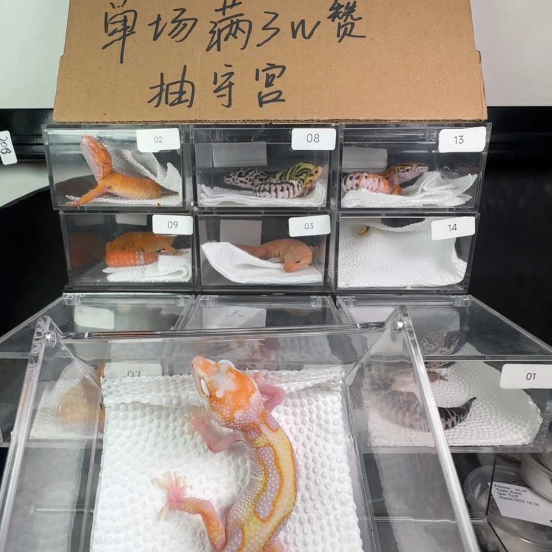 豹纹守宫白黄蜡笔暴龙弟弟