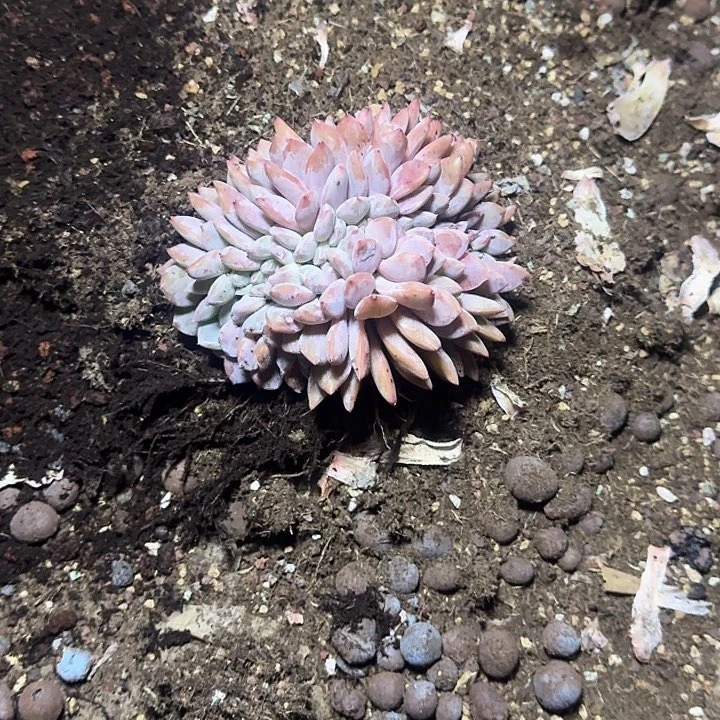 毛***姐完全开放精品多肉