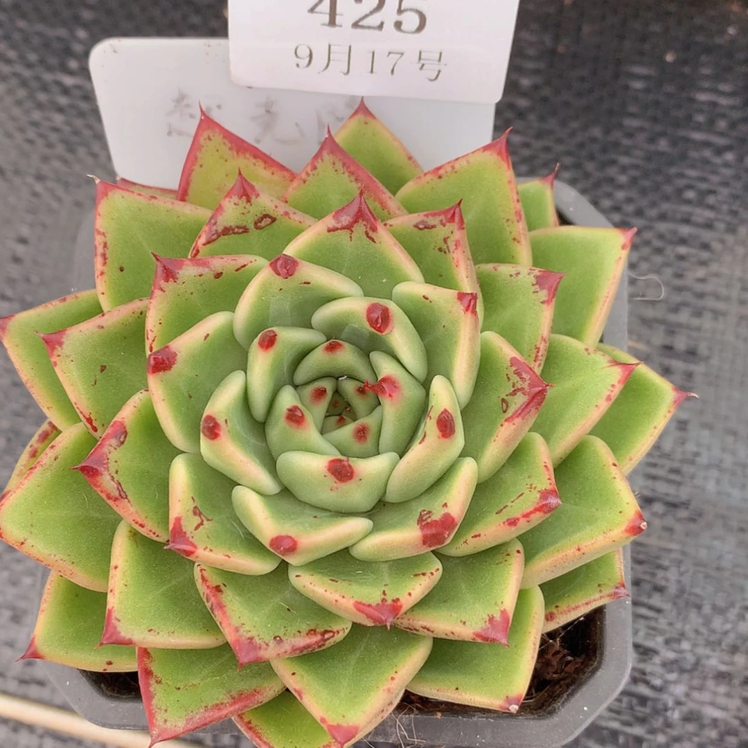 【闪购商品】云425号乌木杂9厘米