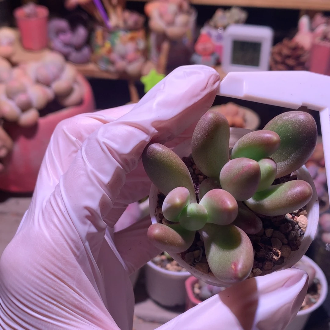 芒果奶多肉有点小锦