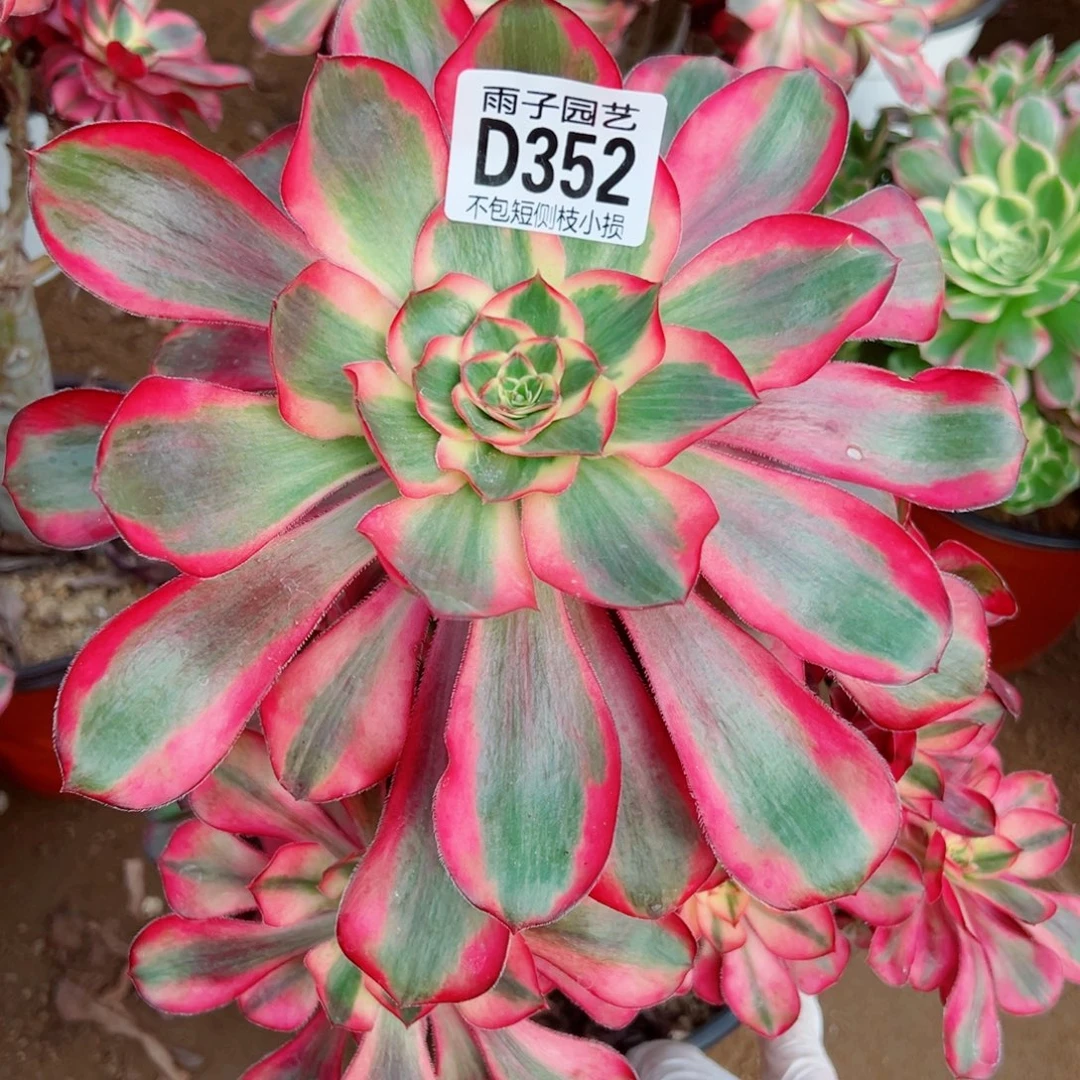 352乌毒景雨子多肉植物断枝特价