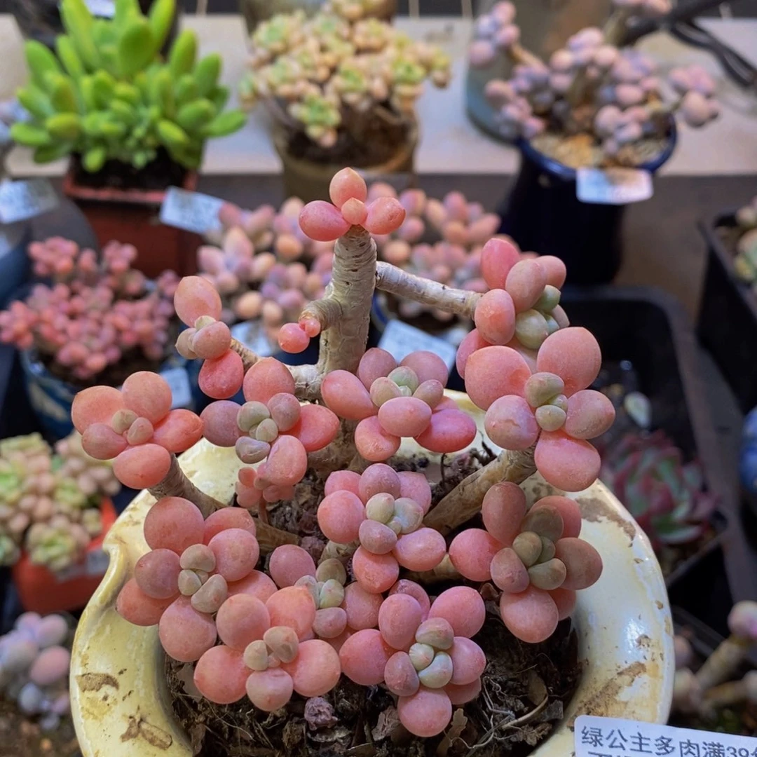 998 鱼子酱肉肉10厘米