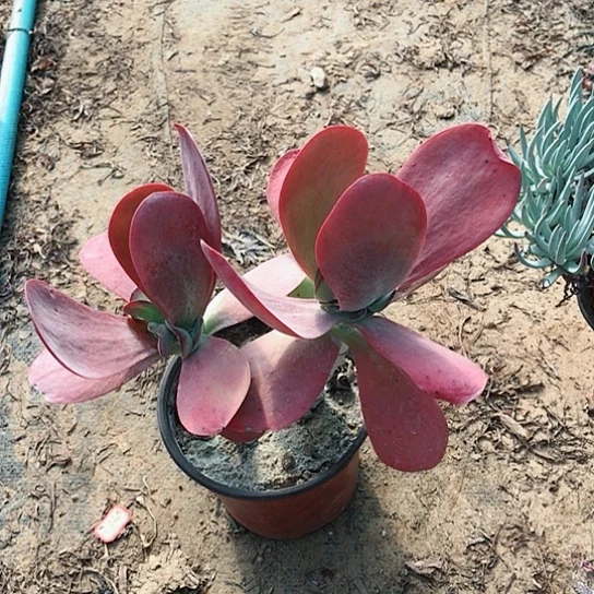 唐印双头多肉植物6