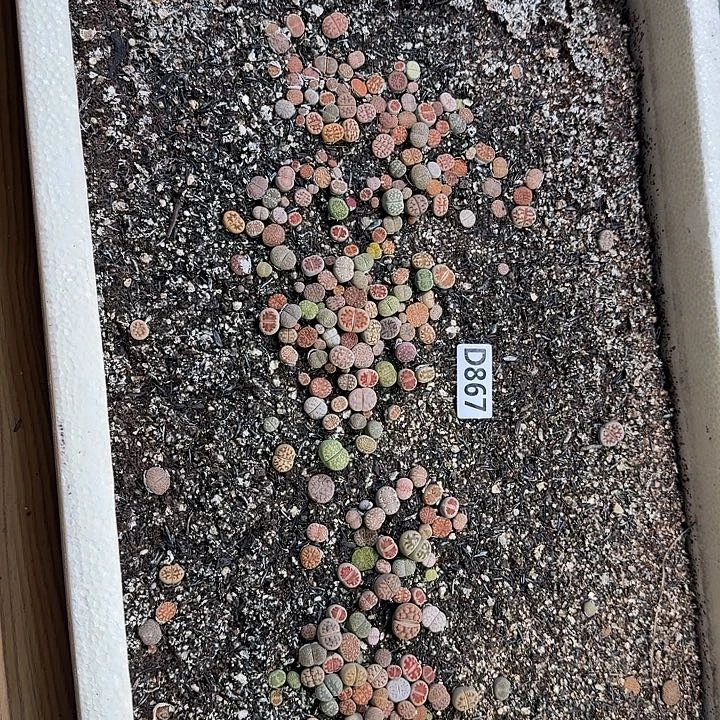 生867石花整框脱土发货