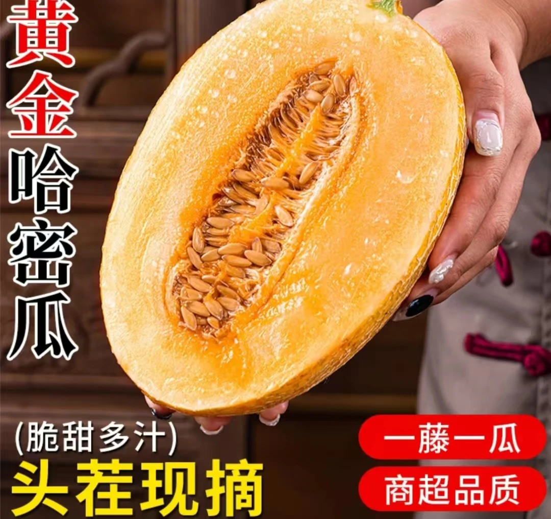 黄金哈密瓜 一藤一瓜新鲜当季水果 现摘网纹瓜 脆甜哈密 产地直销