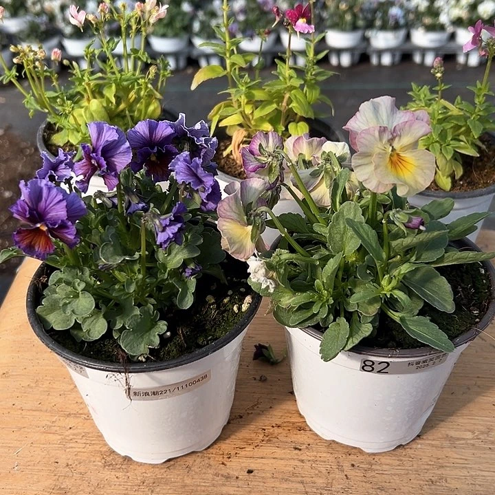 红陶抖音直播闪拍81-82