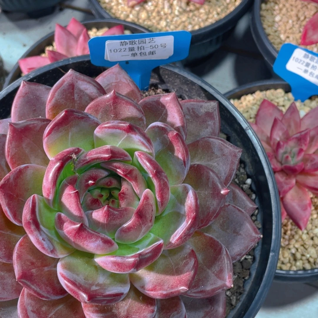 1022-50-母本大单头夜魔侠一颗