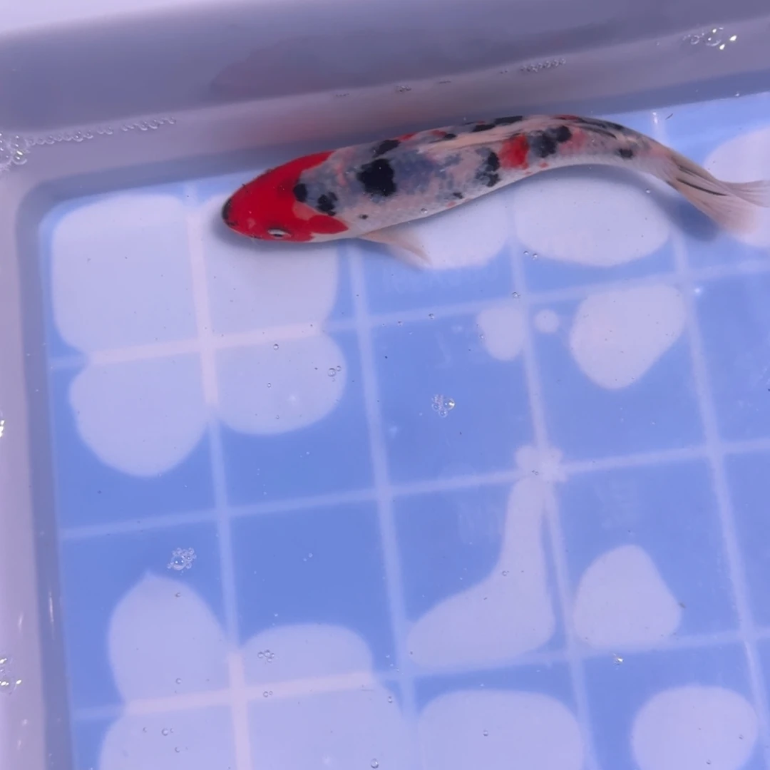 锦鲤精品锦鲤大卖中