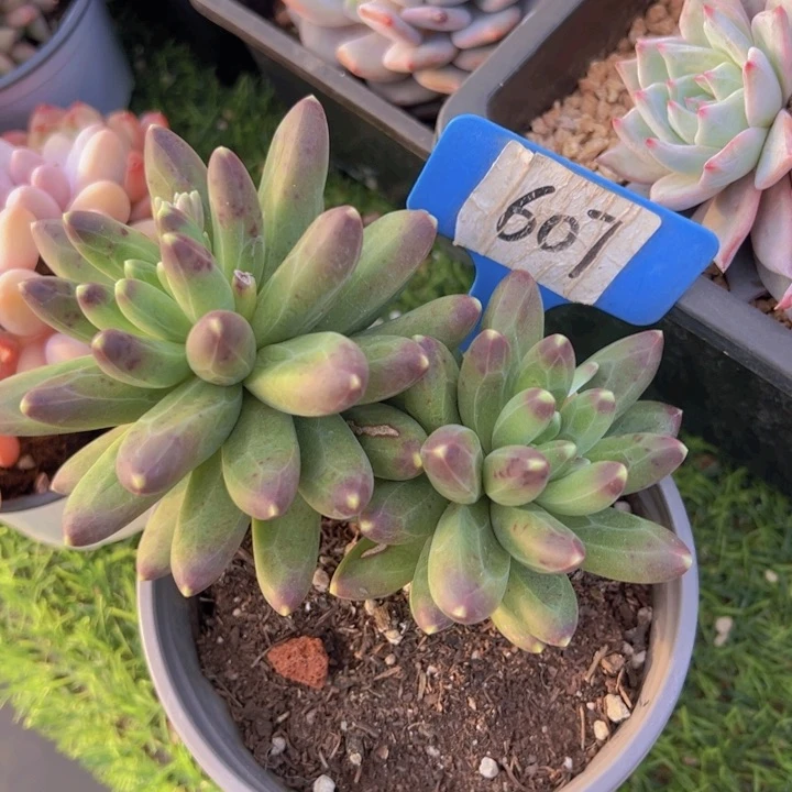 健健康康平平安安