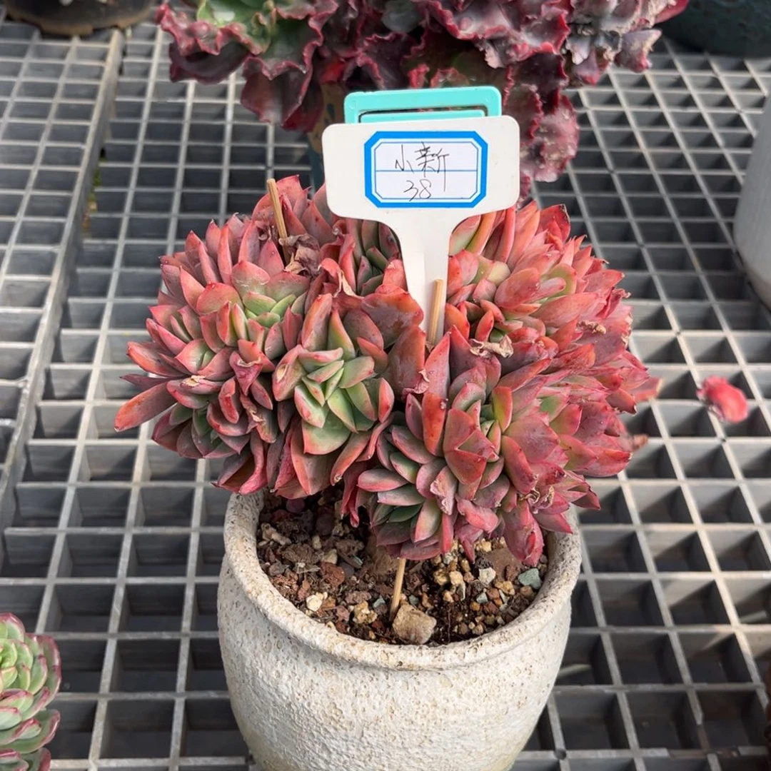 小*小雨多肉小新绮罗缀化