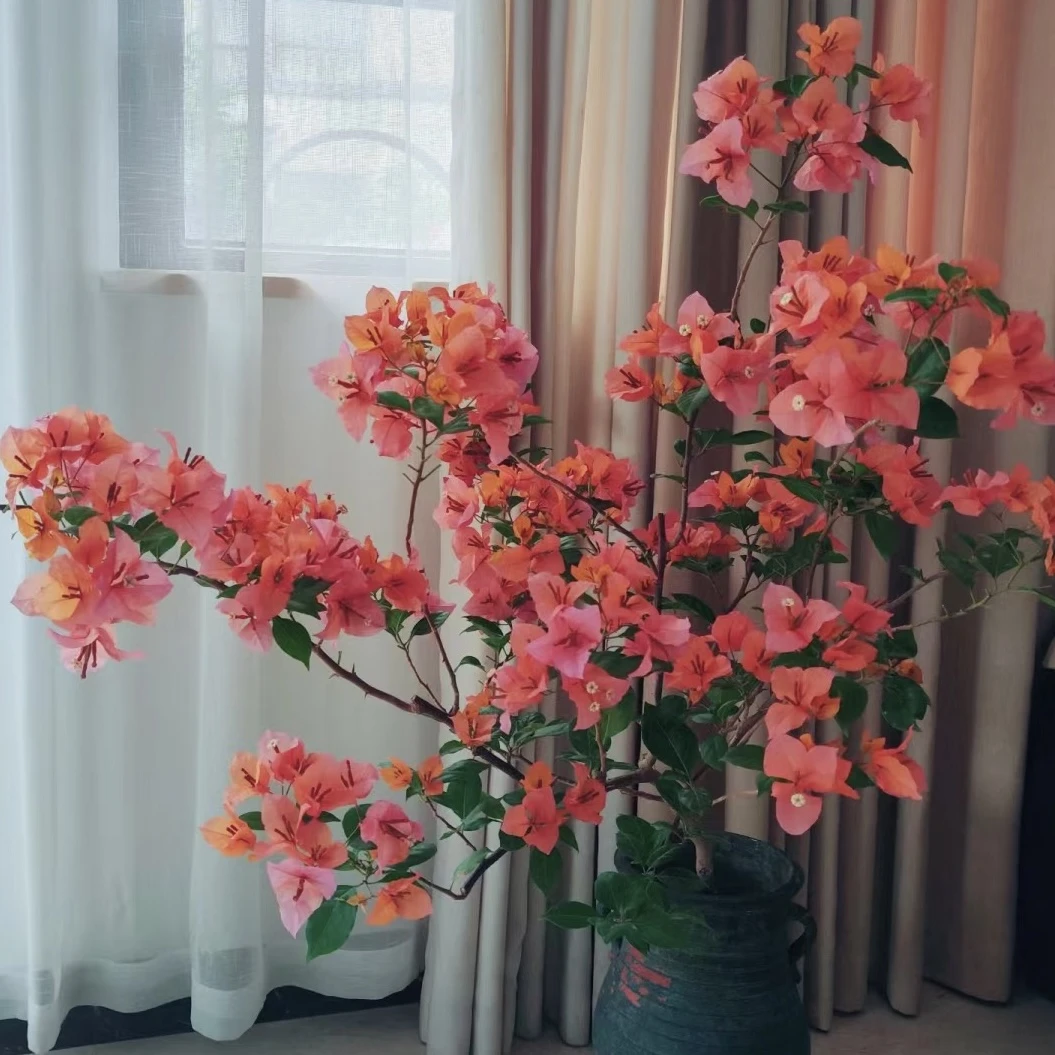 随机三角梅一颗春夏秋冬四季开花大