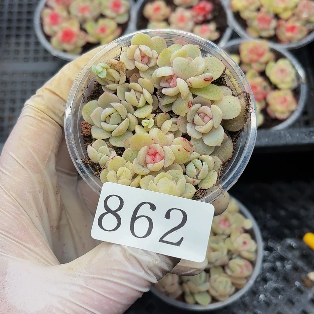 多肉植物多肉植物862