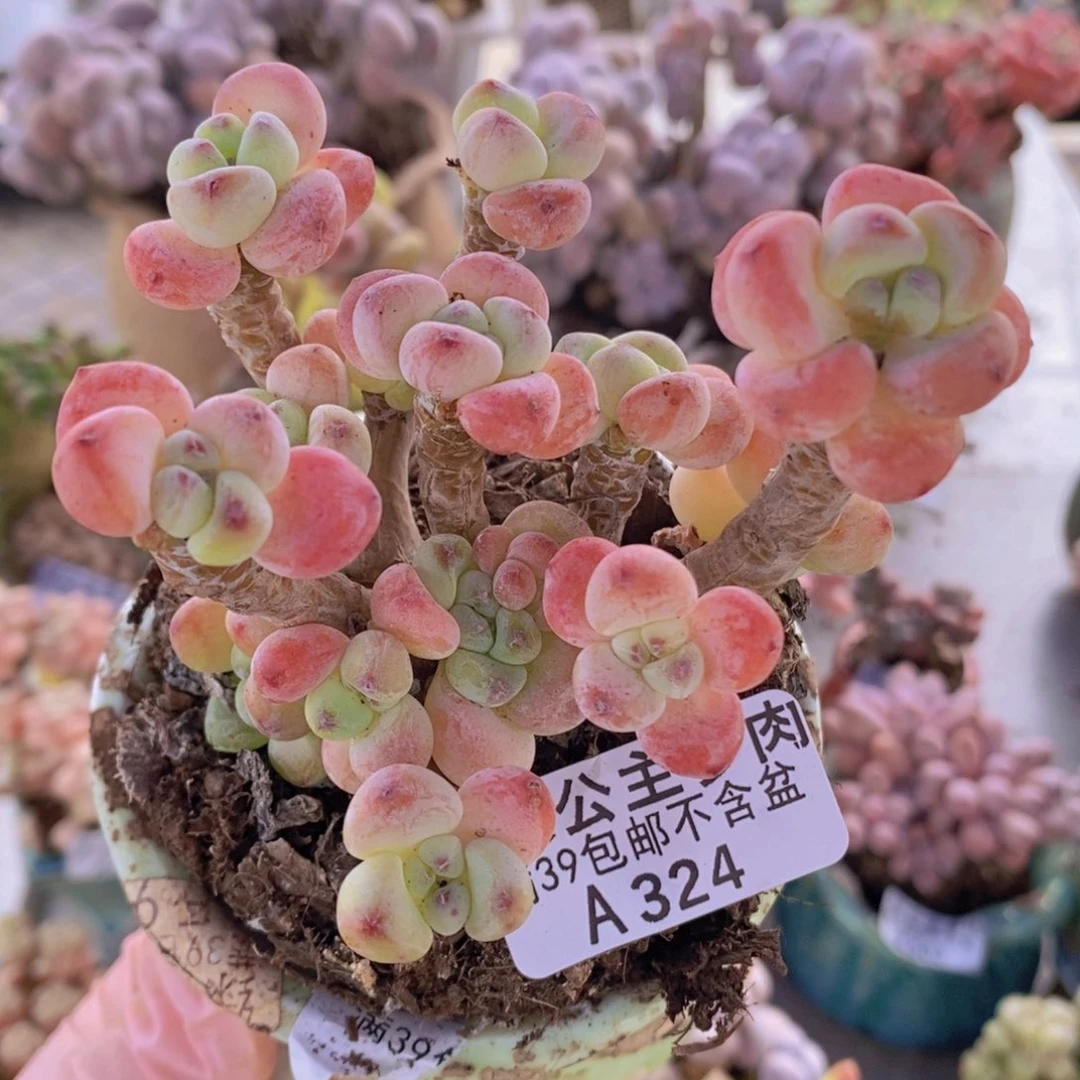 樱花罗琦老桩8cm324多肉植物