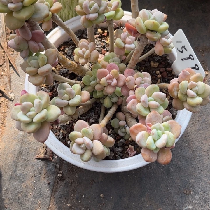 芳***芳1599多肉08888788788888