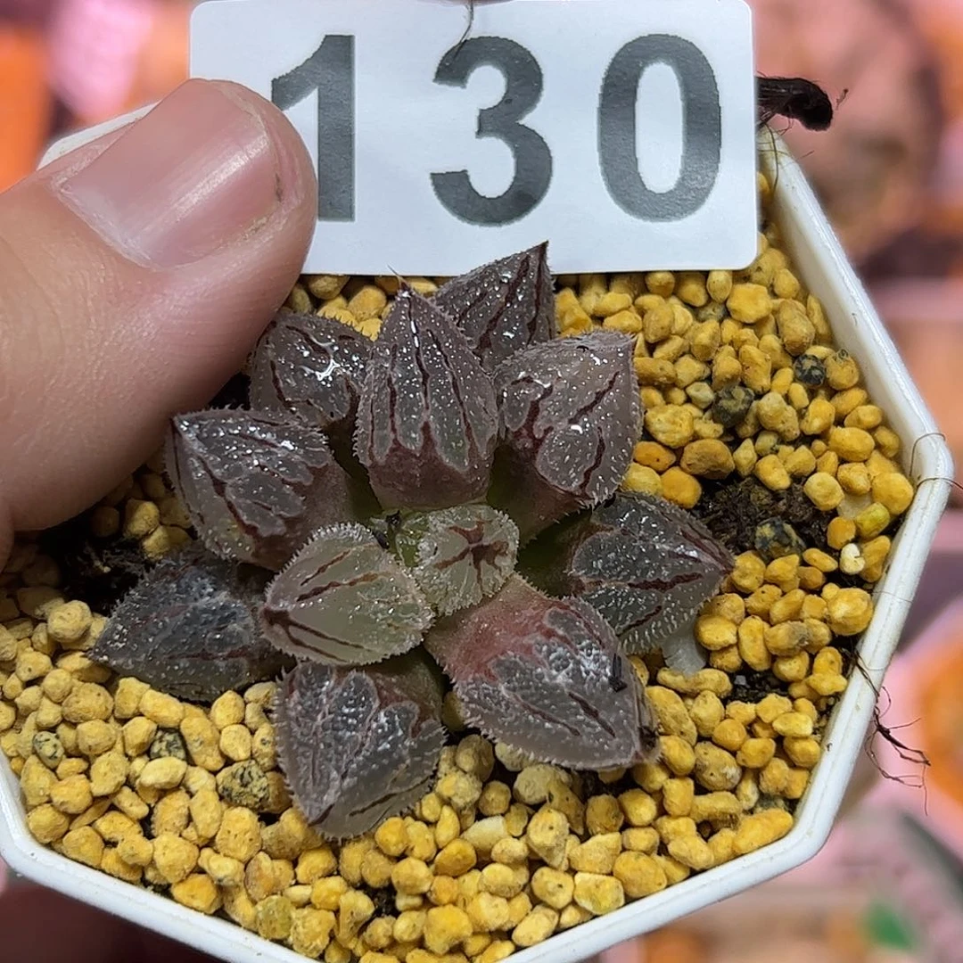 冰魁十二卷多肉植物