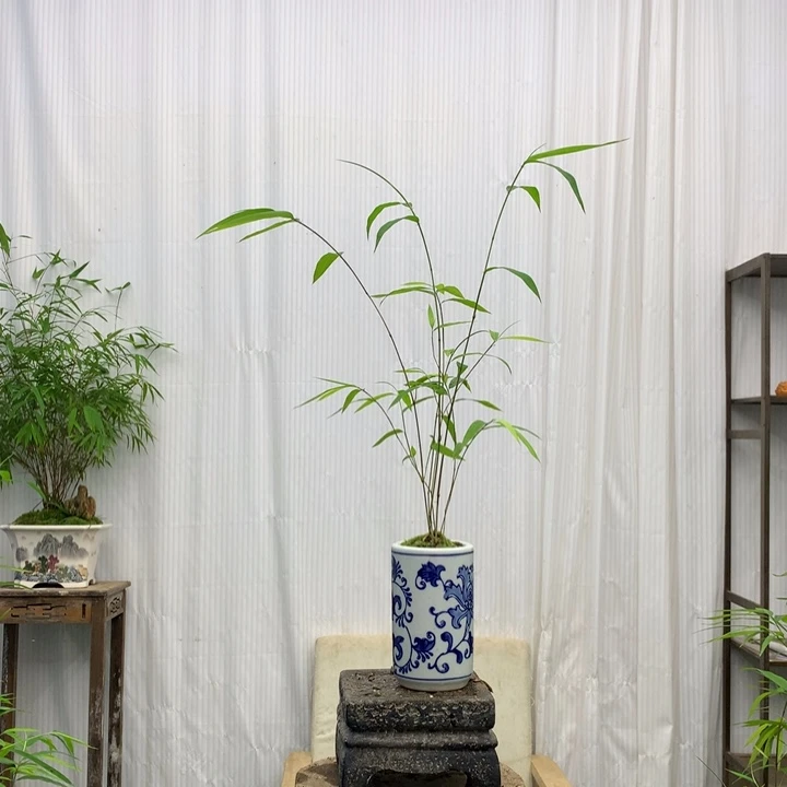 竹子竹子绿植花卉植物