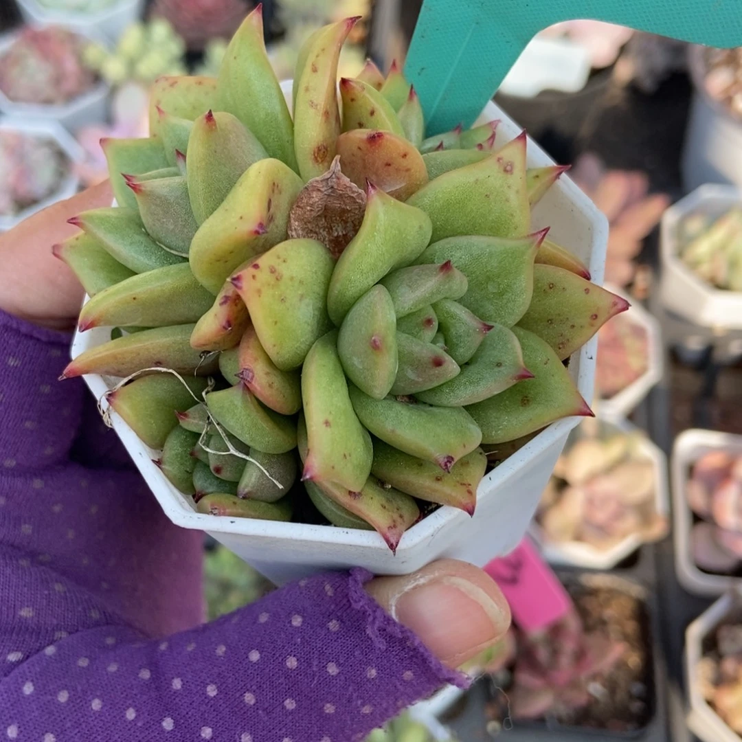 512玛丽亚锦多肉植物