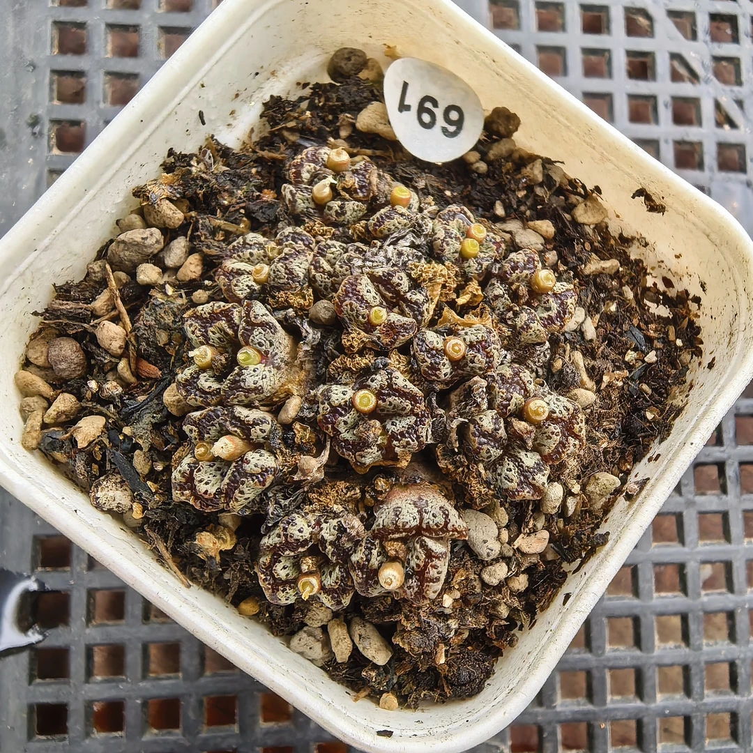 勋章25头带盆多肉691